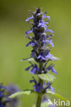 Harig zenegroen (Ajuga genevensis)