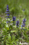 Blue Bugle (Ajuga genevensis)