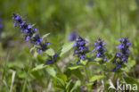 Blue Bugle (Ajuga genevensis)