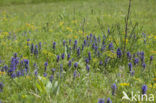 Blue Bugle (Ajuga genevensis)