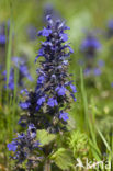 Harig zenegroen (Ajuga genevensis)