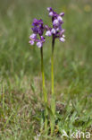 Harlekijnorchis