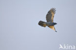 Goshawk (Accipiter gentilis)