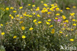 Helianthemum grandiflorum (IUCN red list