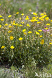 Helianthemum grandiflorum (rode lijst IUCN