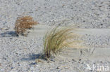 Marram (Ammophila arenaria)