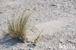 Marram (Ammophila arenaria)