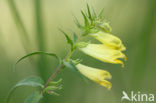 Common Cow-wheat (Melampyrum pratense)