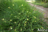 Common Cow-wheat (Melampyrum pratense)