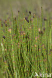 Holpijp (Equisetum fluviatile)