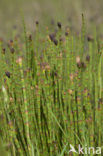 Waterhorsetail (Equisetum fluviatile)