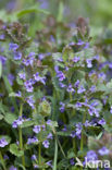 Ground Ivy (Glechoma hederacea)