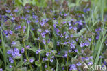 Hondsdraf (Glechoma hederacea)