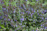 Ground Ivy (Glechoma hederacea)