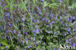 Hondsdraf (Glechoma hederacea)