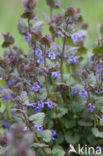 Ground Ivy (Glechoma hederacea)