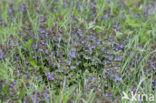 Ground Ivy (Glechoma hederacea)
