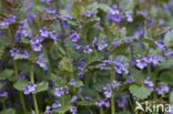 Ground Ivy (Glechoma hederacea)