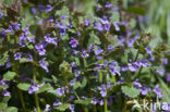 Ground Ivy (Glechoma hederacea)
