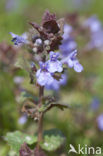 Ground Ivy (Glechoma hederacea)