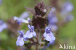 Ground Ivy (Glechoma hederacea)