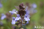 Ground Ivy (Glechoma hederacea)