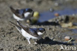 Huiszwaluw (Delichon urbicum) 