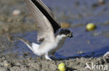 Huiszwaluw (Delichon urbicum) 