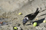 Huiszwaluw (Delichon urbicum) 