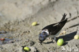 Common House-Martin (Delichon urbicum)