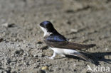 Common House-Martin (Delichon urbicum)