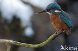 IJsvogel (Alcedo atthis)