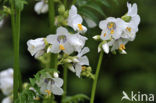 Jacob’s Ladder (Polemonium caeruleum)