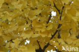 Japanse notenboom (Ginkgo biloba) 
