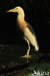 Javan Pond-Heron (Ardeola speciosa)