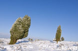 Jeneverbes (Juniperus communis)