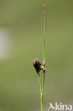 Juncus jacquini