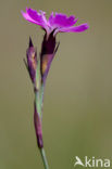 Karthuizer anjer (Dianthus carthusianorum) 