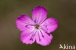 Karthuizer anjer (Dianthus carthusianorum) 