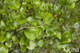 Great Scented Liverwort (Conocephalum conicum)