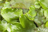 Great Scented Liverwort (Conocephalum conicum)