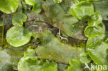 Great Scented Liverwort (Conocephalum conicum)