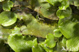 Great Scented Liverwort (Conocephalum conicum)