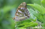 Keizersmantel (Argynnis paphia) 