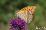 Keizersmantel (Argynnis paphia) 