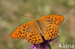 Keizersmantel (Argynnis paphia) 