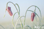 Kievitsbloem (Fritillaria spec)