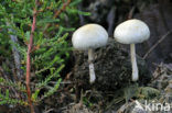 Kleefsteelstropharia (Psilocybe semiglobata)