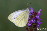 Klein geaderd witje (Pieris napi)