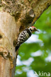 Kleine Bonte Specht (Picoides minor)